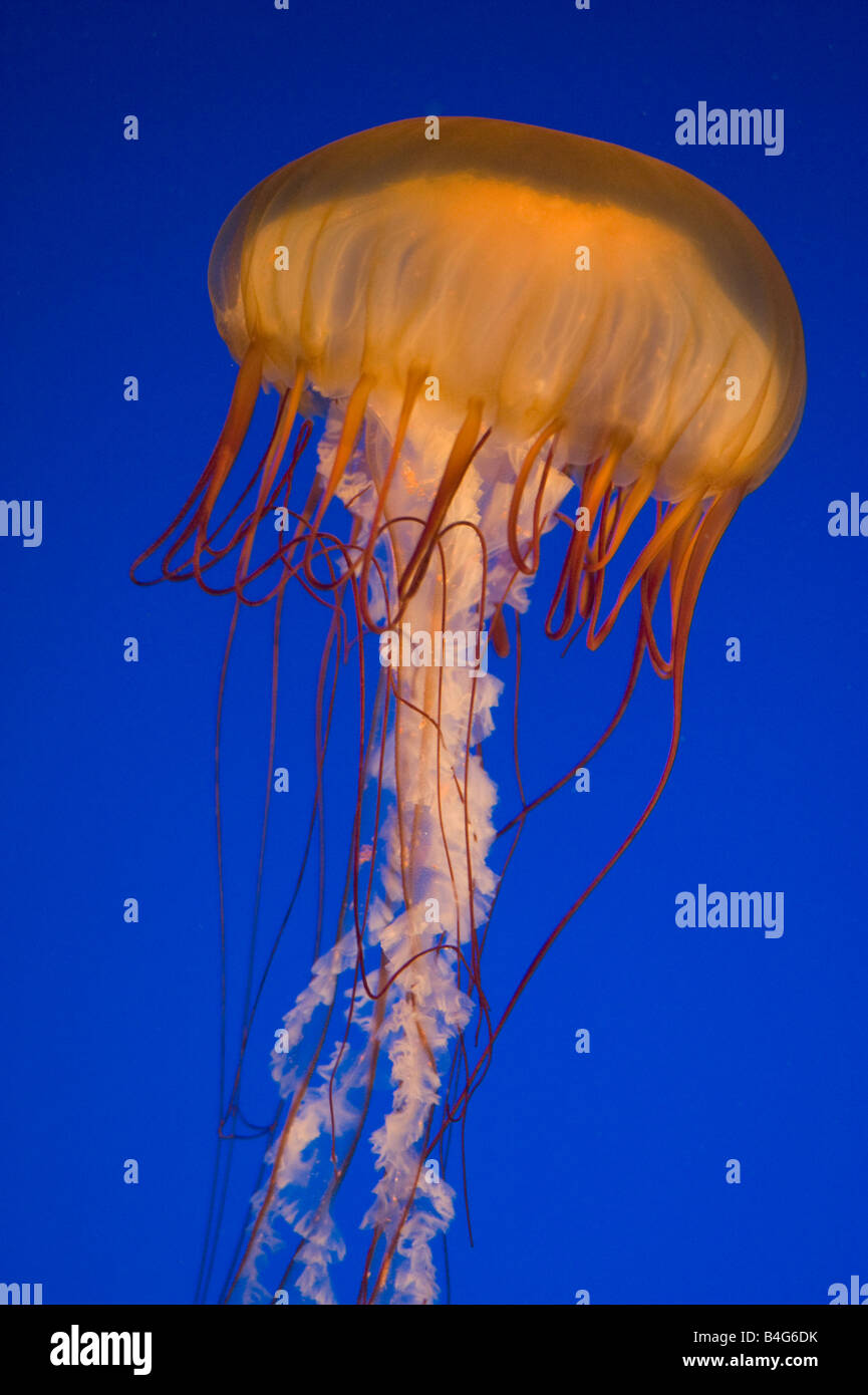 Pacific Sea Nettle Jellyfish (Chrysaora fuscescens) Aquarium de Vancouver Vancouver BC Canada Banque D'Images