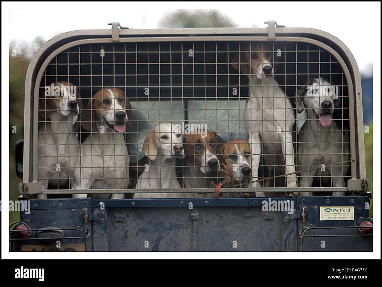 Chiens de chasse à l'arrière d'une Land Rover après l'étape de Devon et Somerset Chase sur le parc d'Exmoor Octobre 2005 Banque D'Images