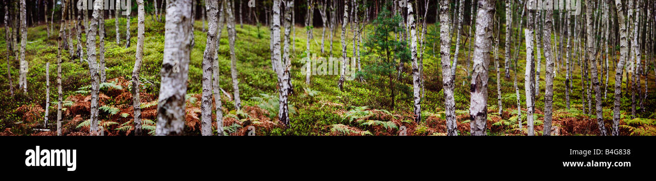 Birch Tree Grove Banque D'Images