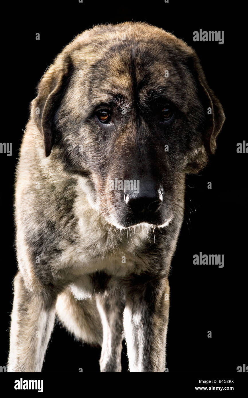 Chien de Berger d'Anatolie, Portrait Banque D'Images