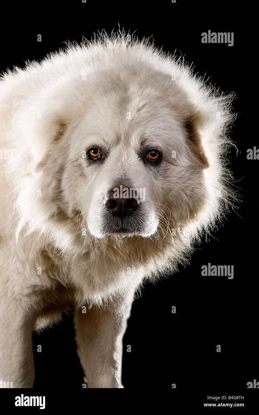 Chien de Berger d'Anatolie, Portrait Banque D'Images