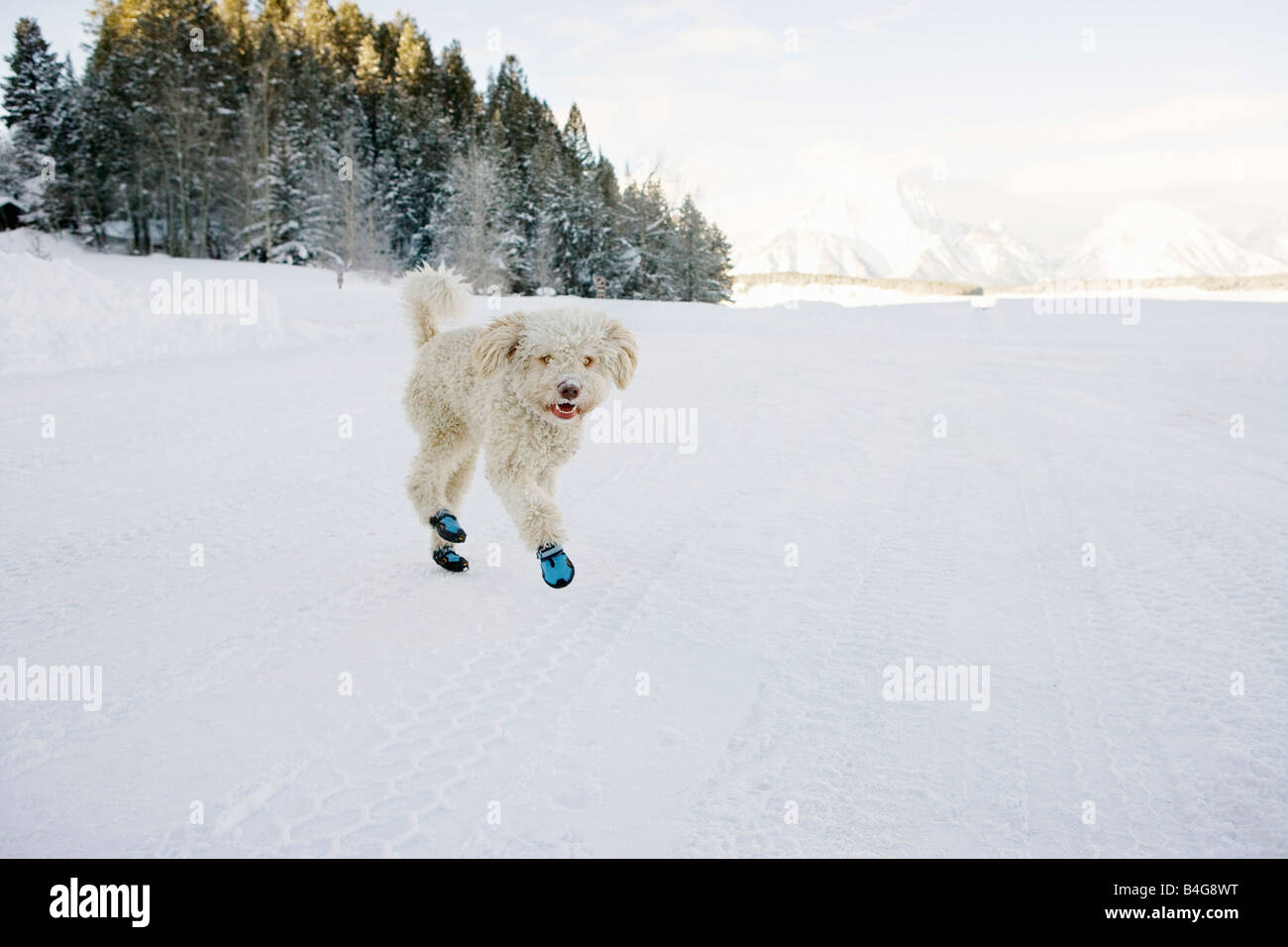 Un chien d'eau espagnol portant booties et tournant dans la neige Banque D'Images