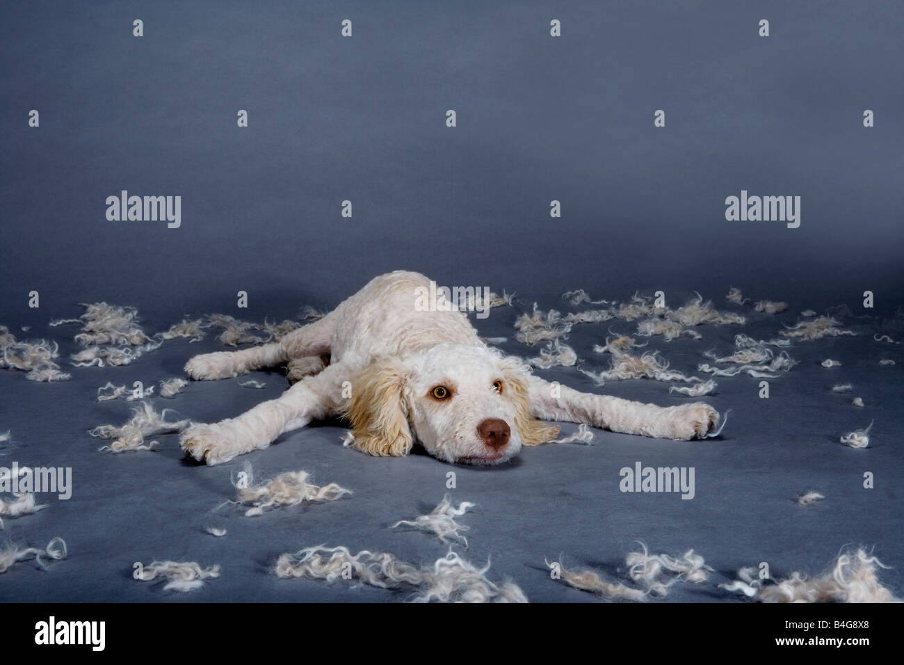 Un nouveau chien d'eau Espagnol rasée avec des touffes de cheveux autour, studio shot Banque D'Images