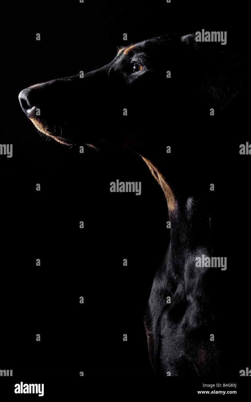 Dobermann Banque D'Images