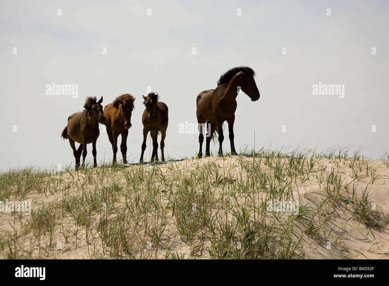 Quatre wild Banker Ponies debout sur une dune de sable, Outer Banks, Caroline du Nord. Banque D'Images