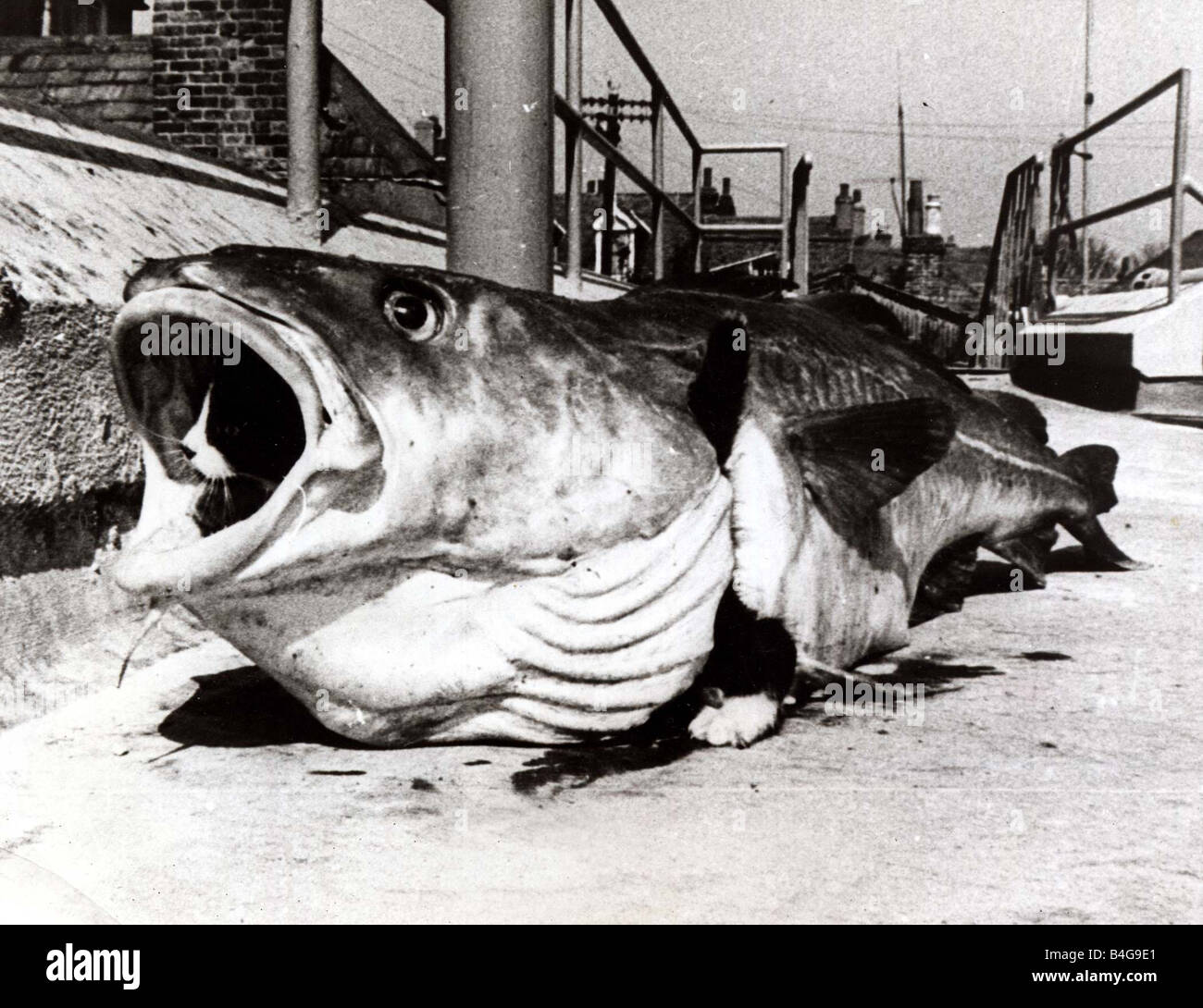 Tiddles chaton était très impatient de découvrir ce que les gens voient dans le poisson il marcha jusqu'à ce grand cod et regarda dans son immense bouche béante fasciné Tiddles se tortilla à l'intérieur pour une meilleure inspecton Avril 1967 Banque D'Images