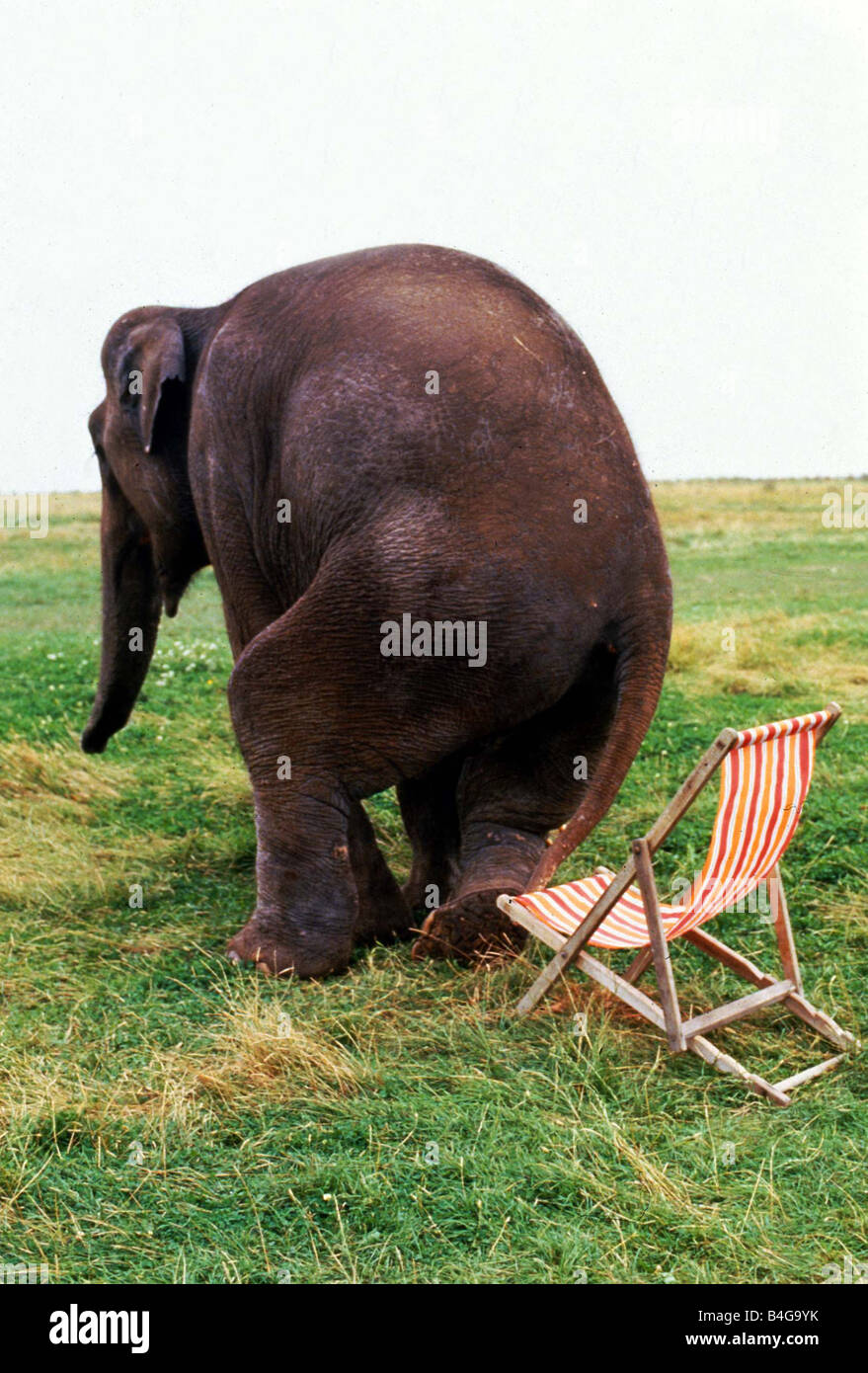 Elephant sitting on chair Banque de photographies et d'images à haute  résolution - Alamy