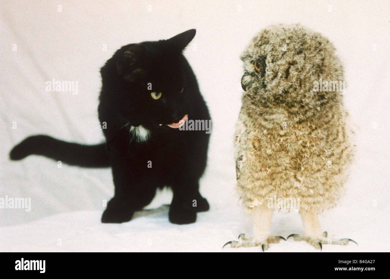 Le Hibou Et Le Chat Banque D Image Et Photos Alamy