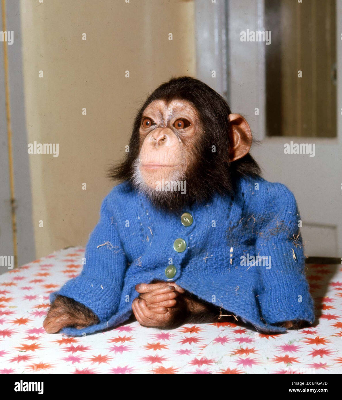 Chimpanzee monkey clothes Banque de photographies et d'images à haute  résolution - Alamy