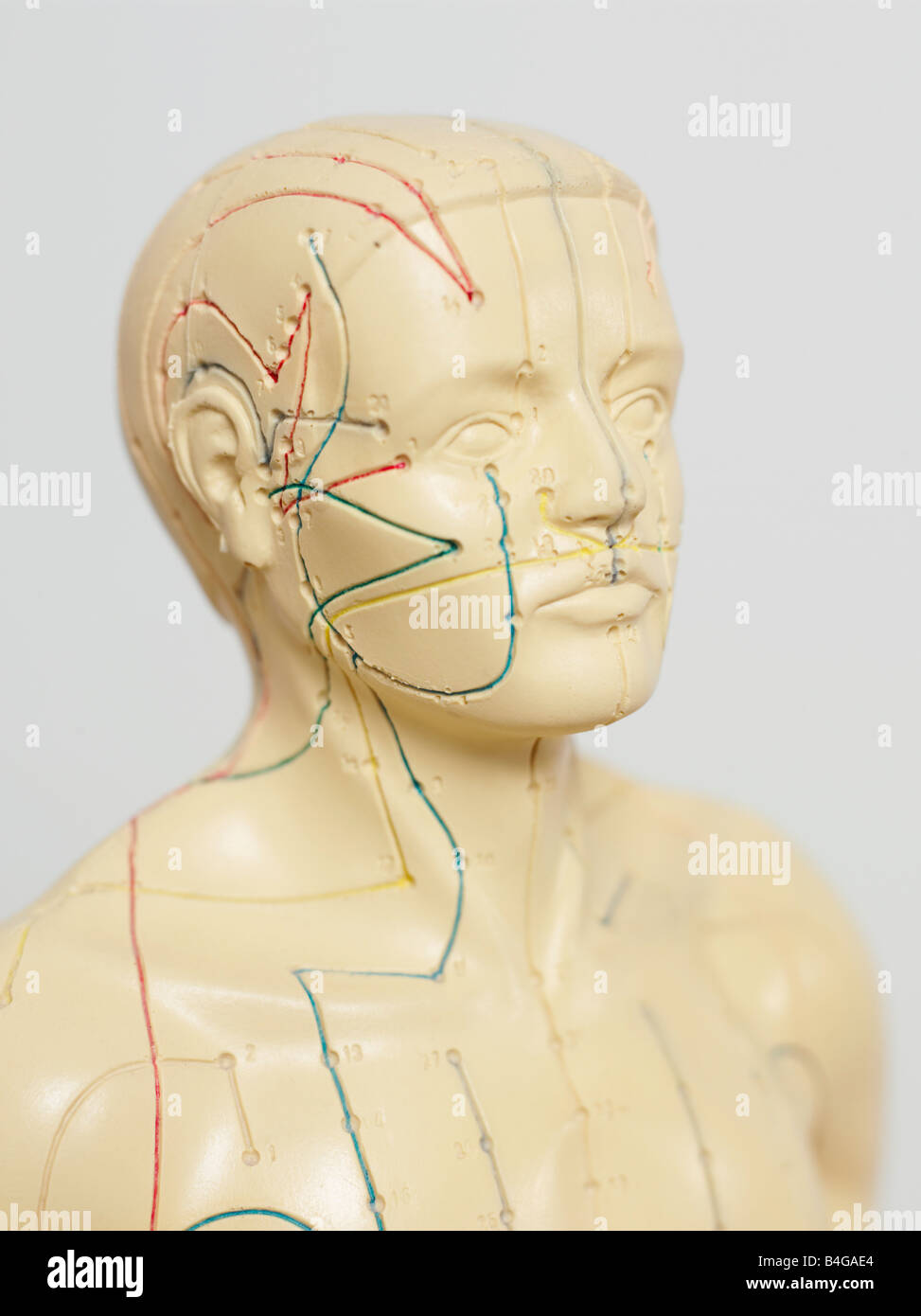 Un modèle anatomique de l'acupuncture Banque D'Images