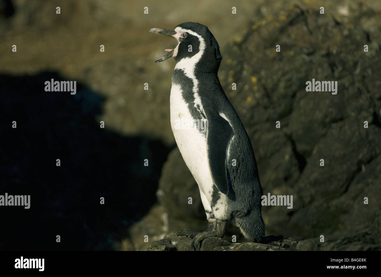 Manchot de Humboldt (Spheniscus humboldti) en voie de disparition, Ile de Chiloé, Chili Banque D'Images