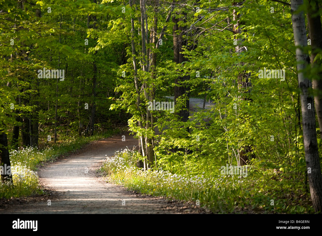 Waterloo, Ontario, Canada, un chemin bordé d'arbres Banque D'Images