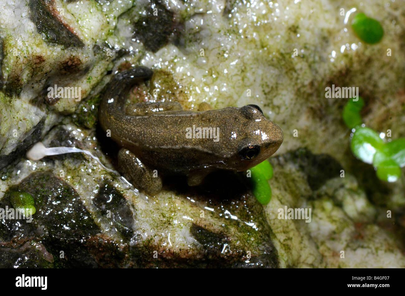 Les têtards de la grenouille rousse sur un rocher entouré d'herbe. Banque D'Images