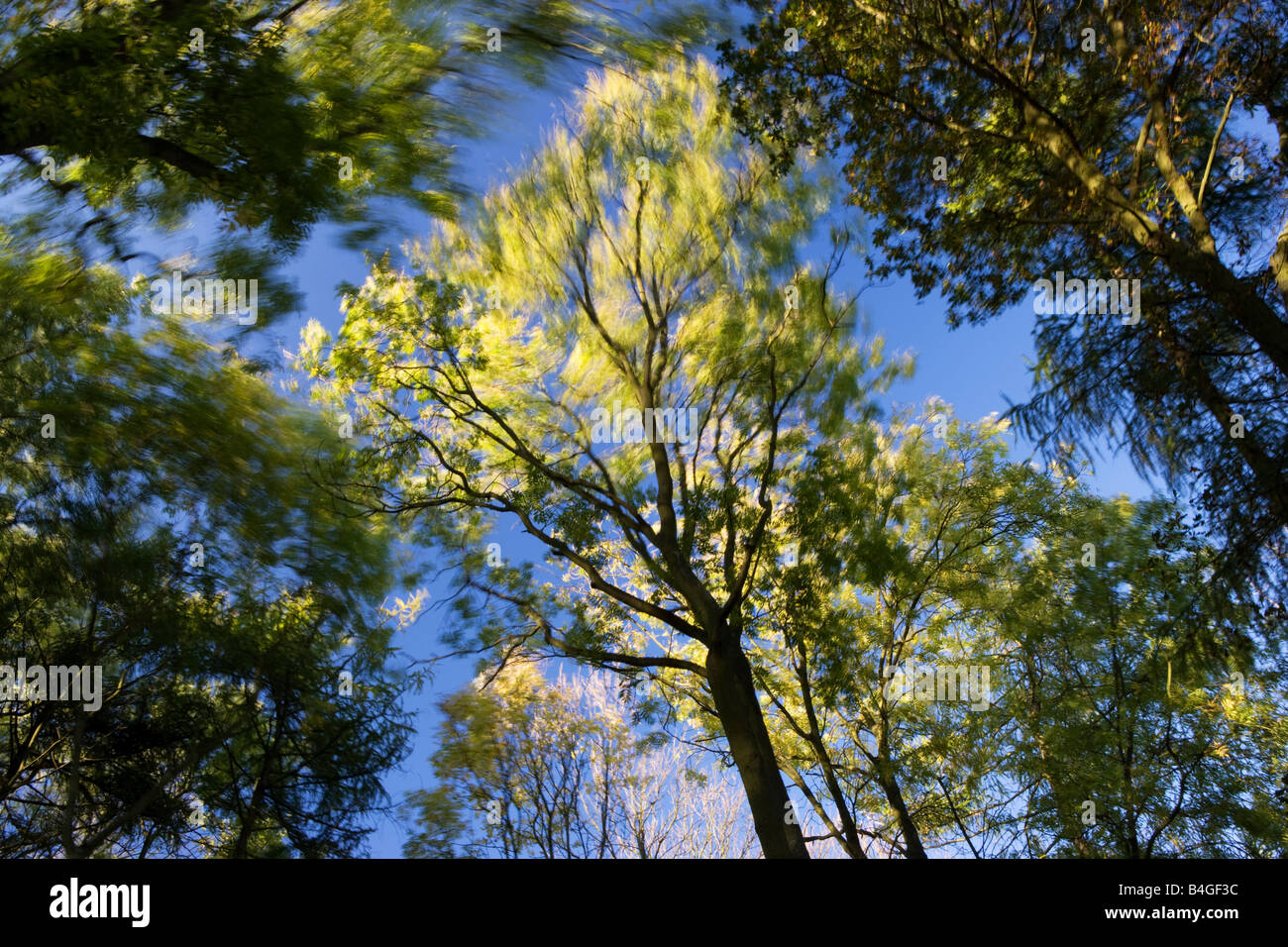 Arbres, Irchester Country Park, Irchester, Northamptonshire, England, UK Banque D'Images