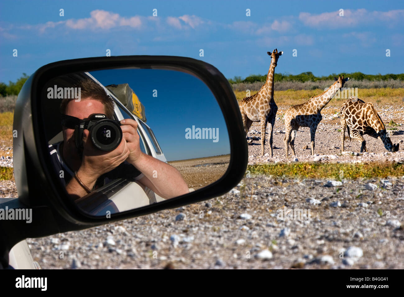 Un touriste prend une photo de trois girafes de boire à Etosha National Park, Namibie Banque D'Images