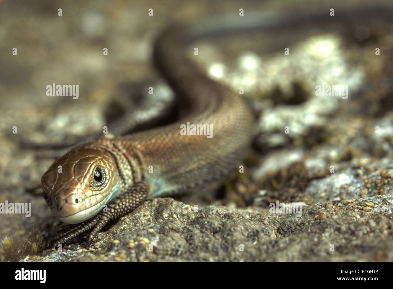 Jeune européen (lézard Lacerta vivipara) Banque D'Images