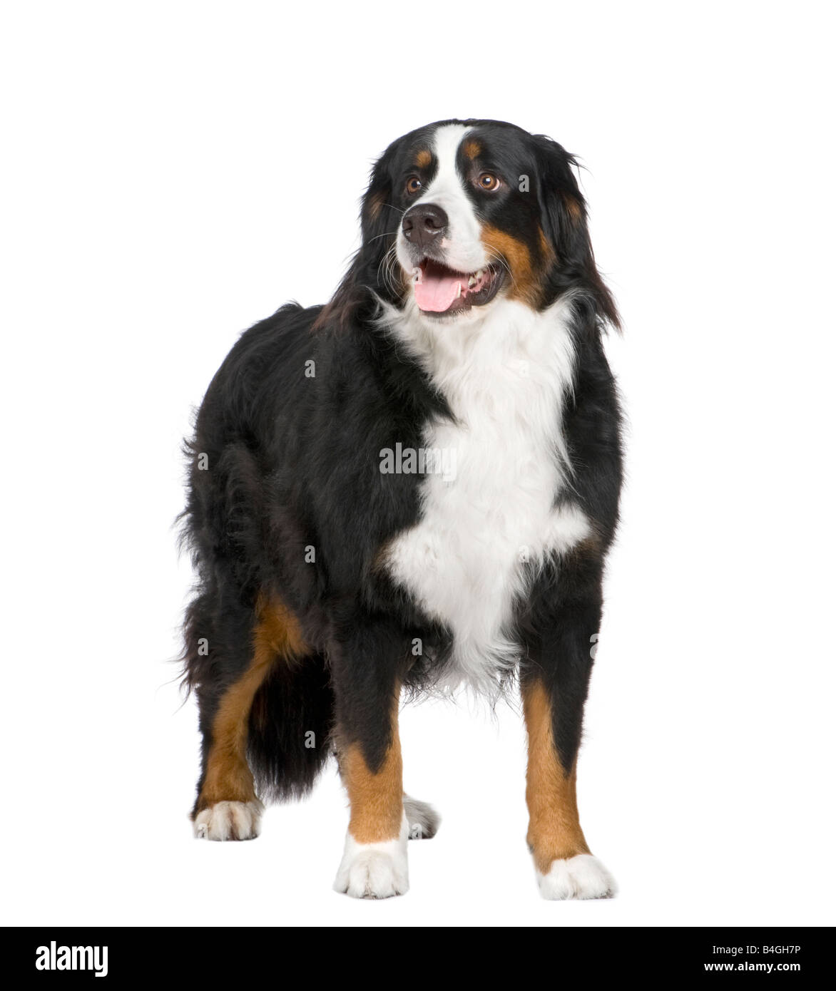 Bernois de 2 ans devant un fond blanc Banque D'Images