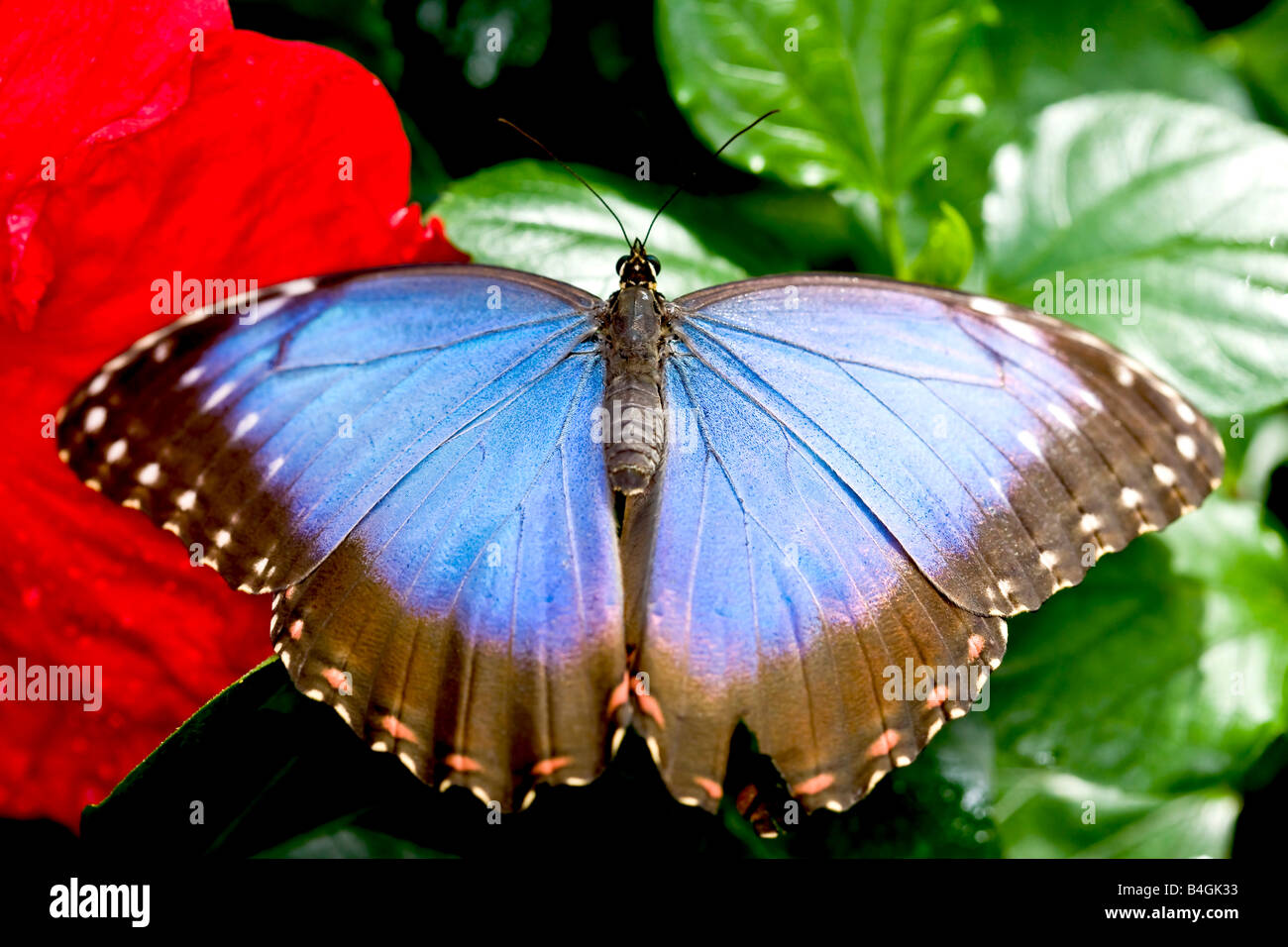 Papillon Bleu Morpho Peleides Banque D'Images