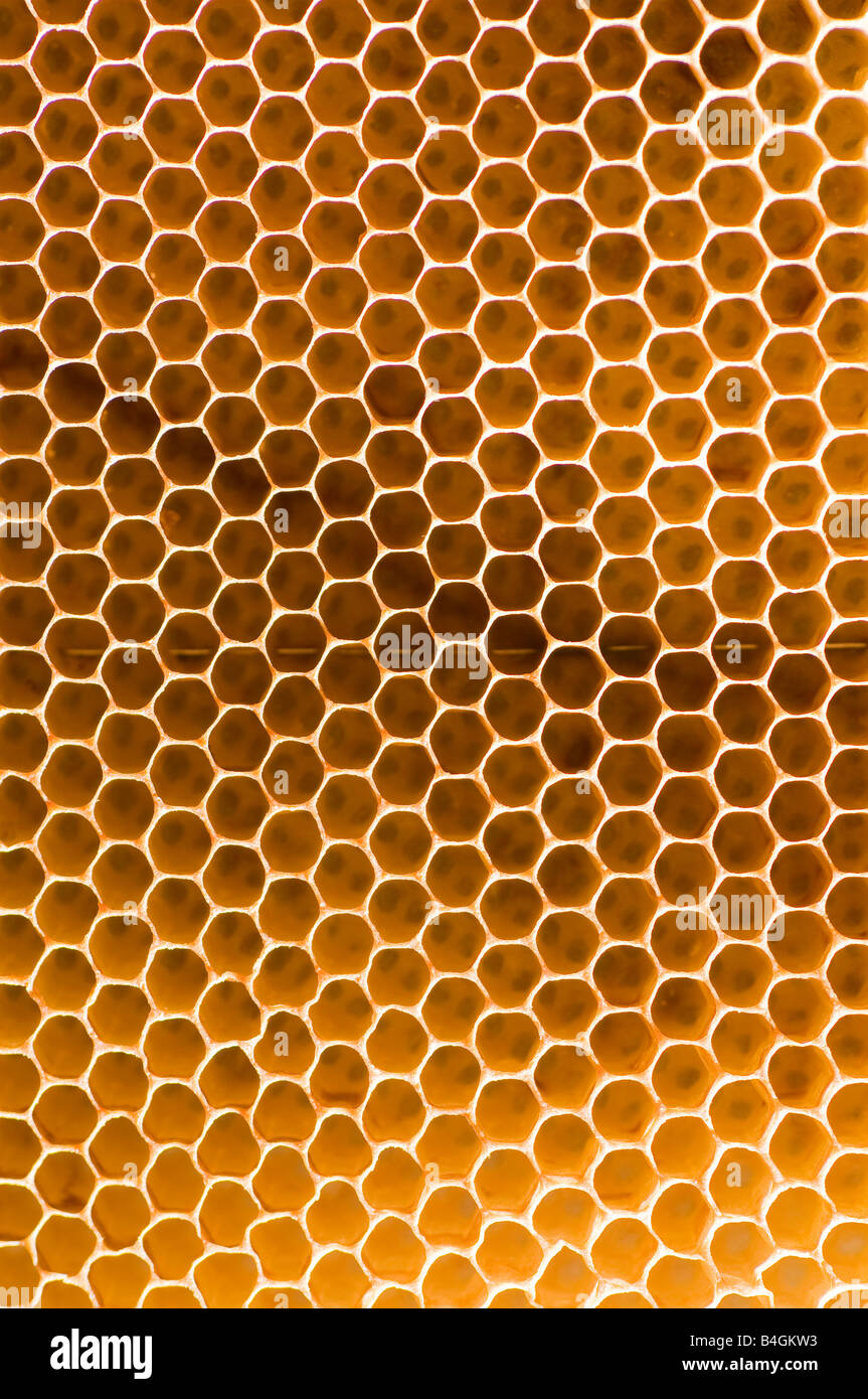 Nid d’abeille Banque D'Images