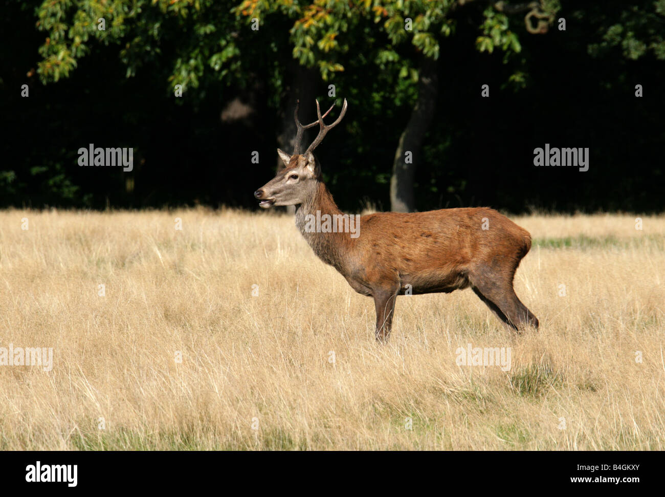 Jeune mâle Red Deer Stag, Cervus elaphus Banque D'Images