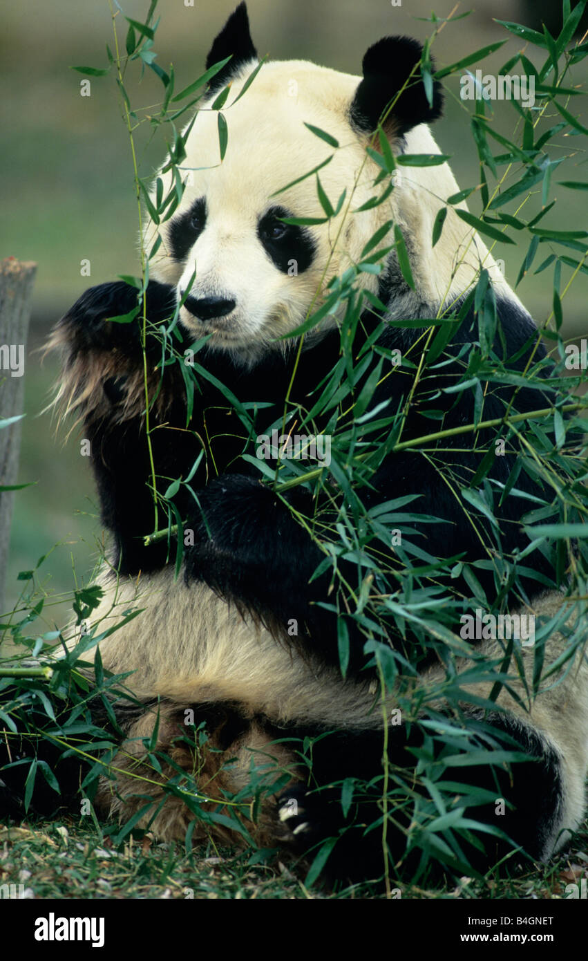 Panda géant (Ailuropoda melanoleuca) National Zoo, ca 1992 Banque D'Images