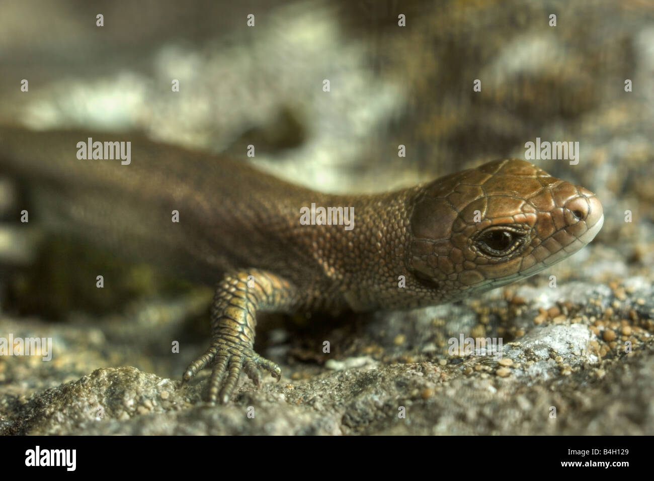 Les jeunes vraiment commune européenne (lézard Lacerta vivipara) Banque D'Images