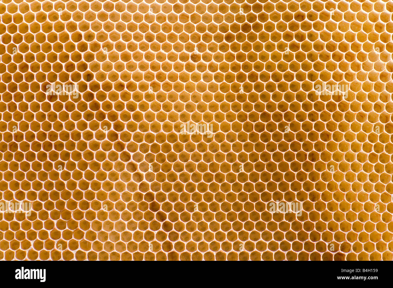 Nid d’abeille Banque D'Images