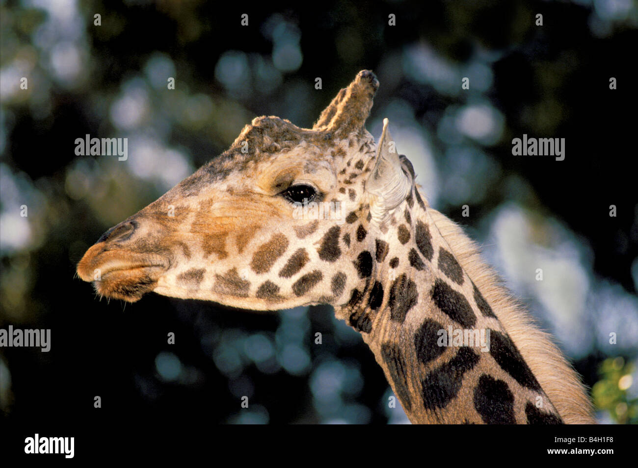 Giraffe réticulée Giraffa camelopardalis reticulata Banque D'Images