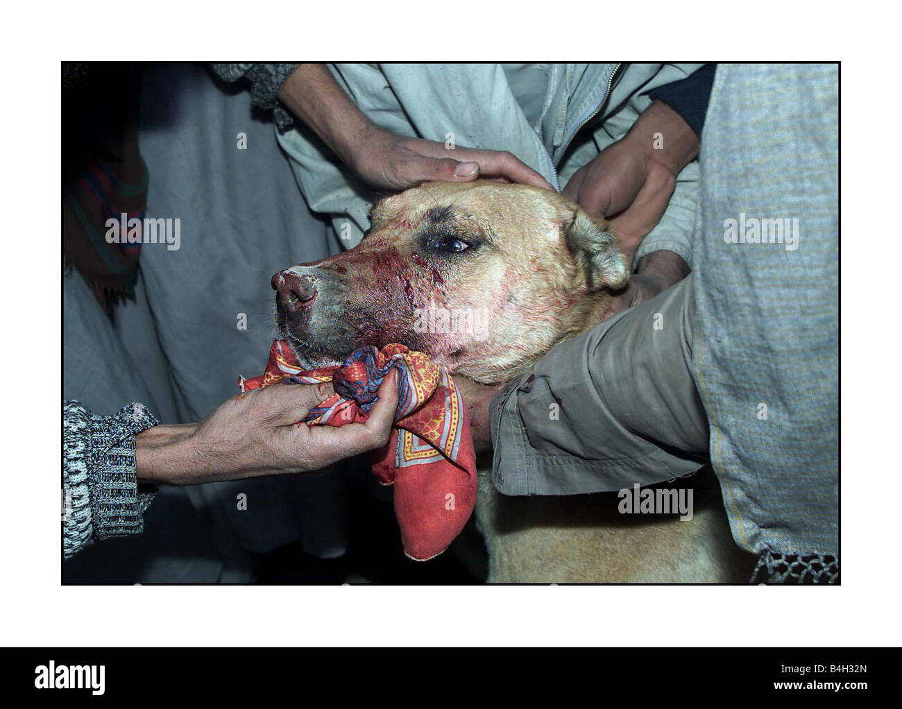 Les combats d'animaux combats de chiens à Kaboul Afghanistan Décembre 2001 Mirrorpix Banque D'Images
