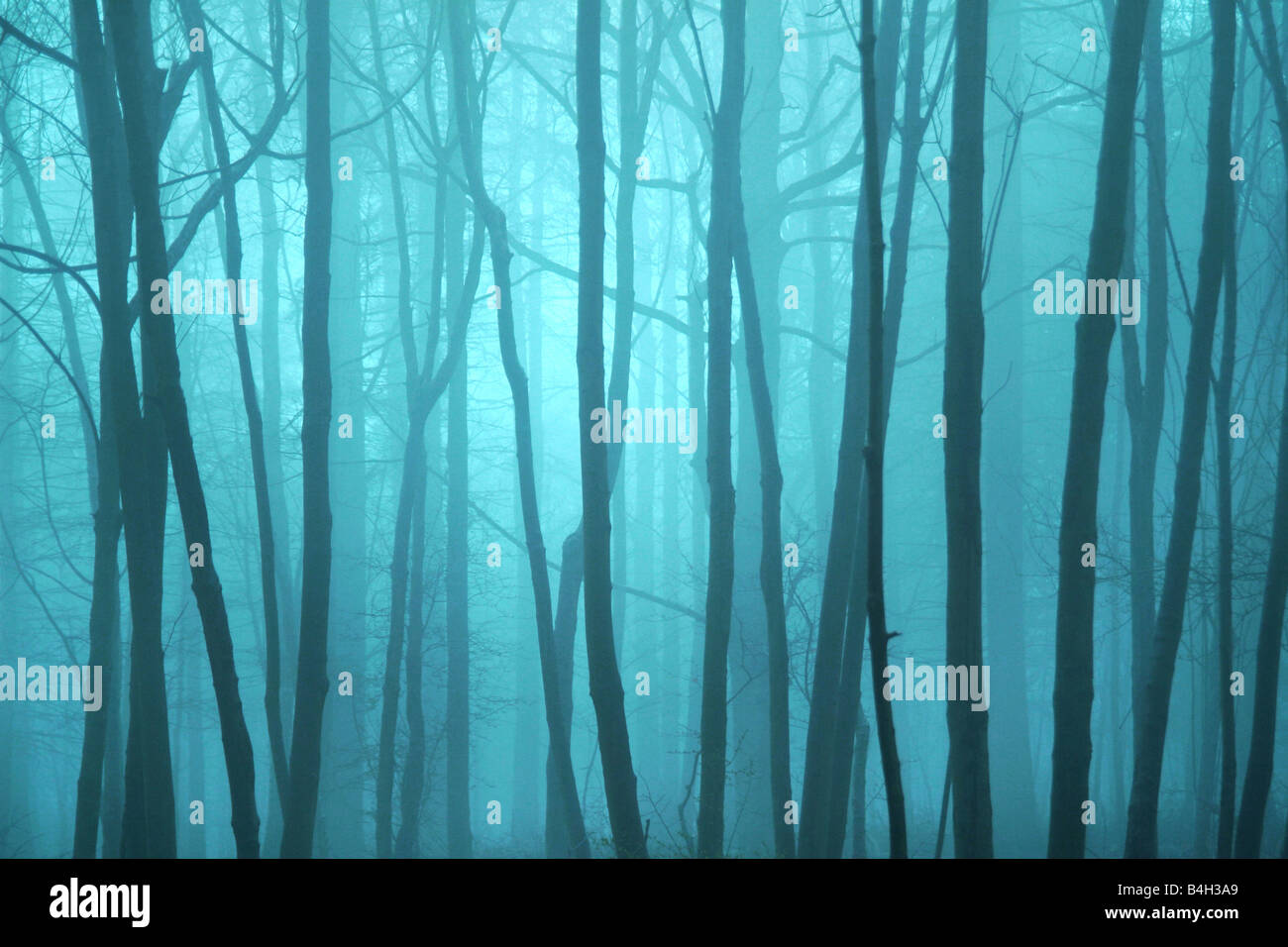 Arbres dans la brume Banque D'Images