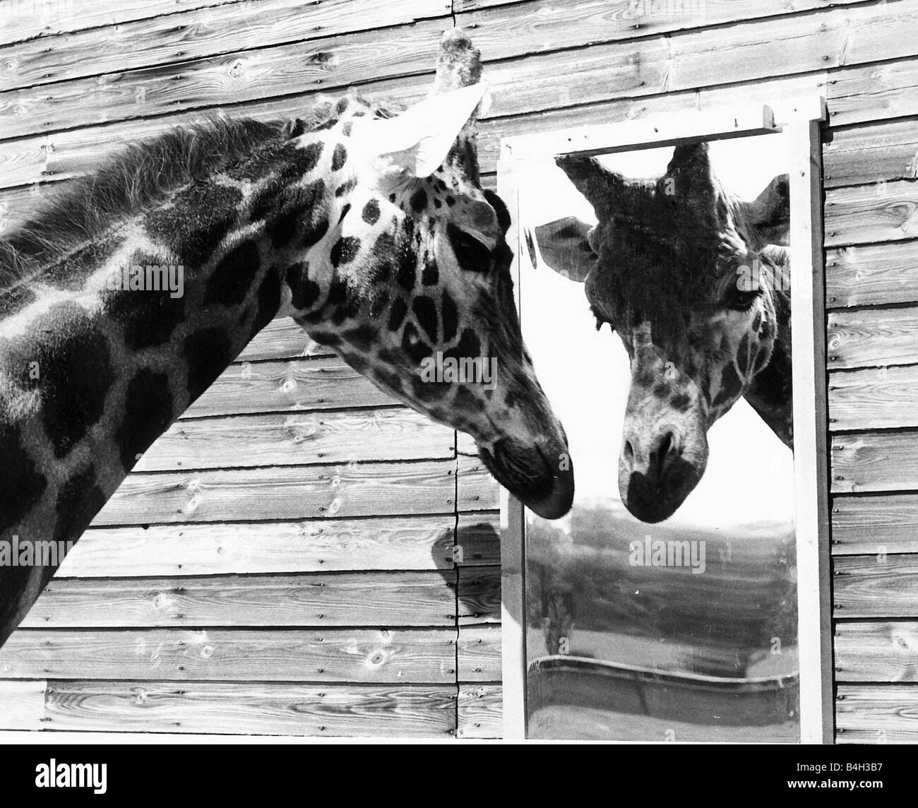 La girafe maxi en regardant dans le miroir de réflexion Mai 1980 Photo  Stock - Alamy