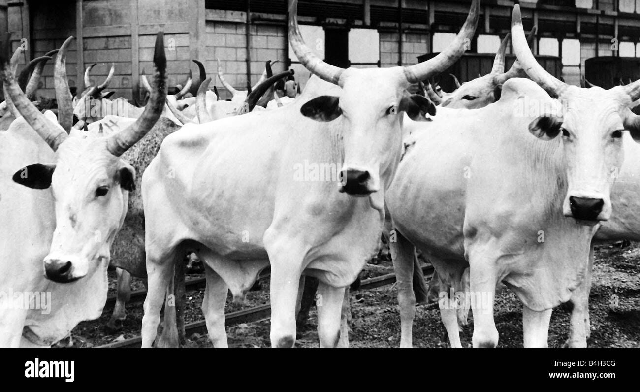 Les vaches bovins nigérians à Apapa docks pour expédition à Gold Coast vers 1970 Banque D'Images