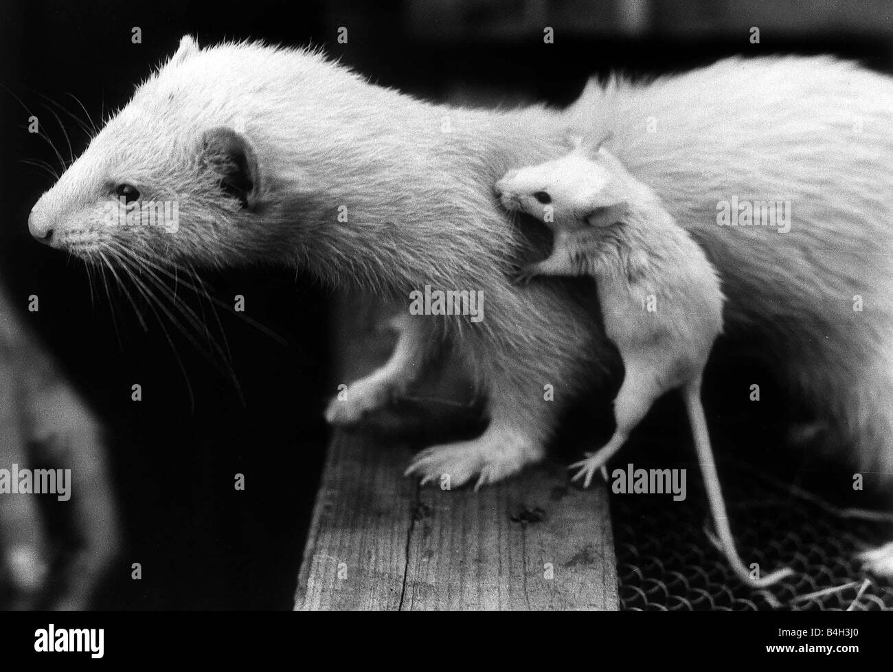 Un Furet Avec Un Bebe Tenant La Souris Sur Le Dos De La Souris 1973 Avait Ete Adopte Par Le Furet Apres Un Enfant A Le Mettre Dans La Meme Cage Que