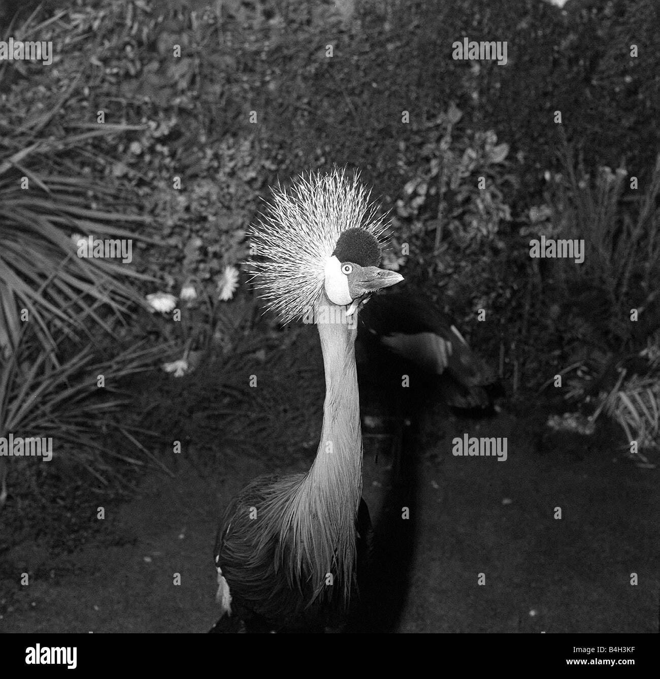 Exposition nationale d'oiseaux de cage 1962 grue couronnée qui a il s liberté avec les expositions pour les enfants à voir Banque D'Images