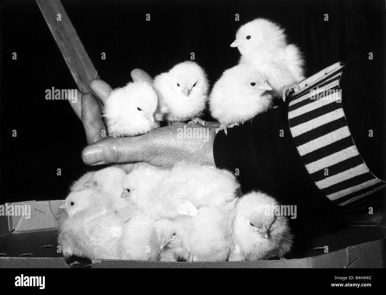 Poulets oiseaux Décembre 1959 poussins poussins Ces gai vu à la nationale 1959 Poultry Show Utilisez le long bras de la loi à trouver leur propriétaire le bras fort de la loi Banque D'Images