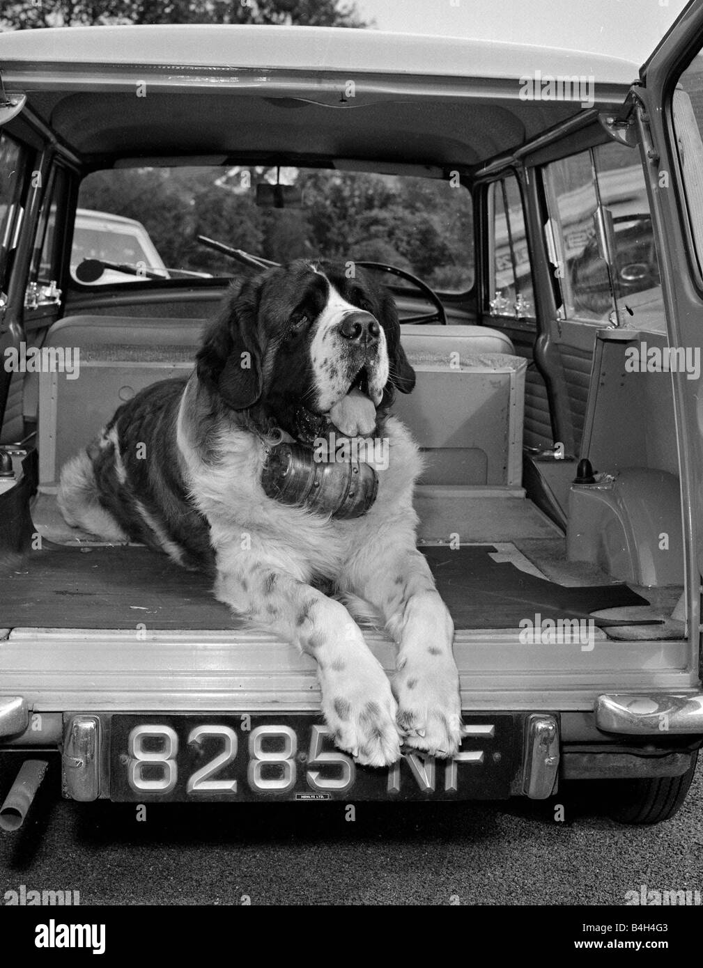 Une vie de chiens Marcus le St Bernard a presque 1 dollars de viande chaque jour, il a même son propre salon de télévision qu'il prend régulièrement des Banque D'Images