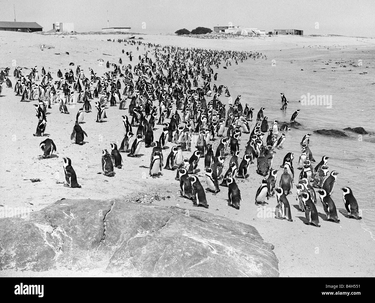 Les pingouins Manchots oiseaux de l'Afrique du Sud sur la plage de Dassen Island au large de la côte de l'Afrique du Sud vers 1935 nature Banque D'Images