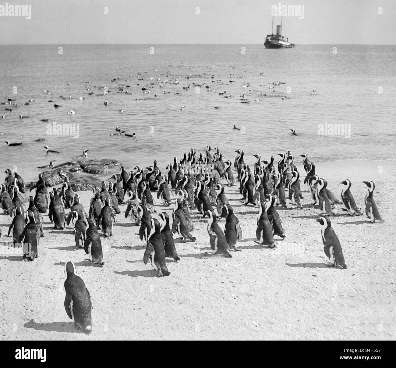Image Originale De La Plage Sans Les Manchots Manchots groupe Banque d'images noir et blanc - Alamy