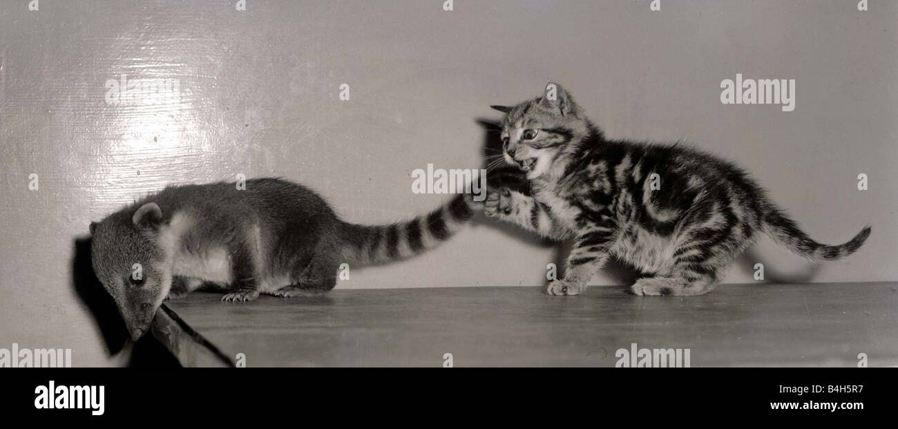 Coati Mundi attaqué par un chaton Septembre 1957 Mirrorpix Banque D'Images