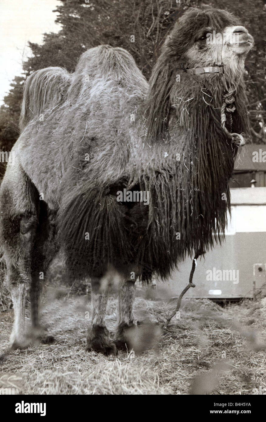 Chameau aux cheveux longs avec deux bosses Avril 1967 mirrorpix Banque D'Images