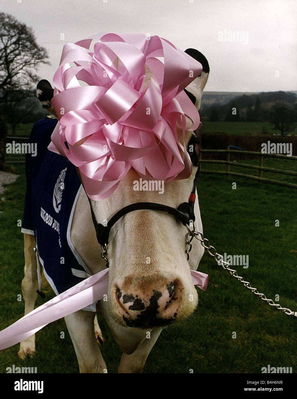 Le prix des bovins vaches vache Pamela portant sur la tête du ruban rose et bleu l'emballage sur coat Banque D'Images