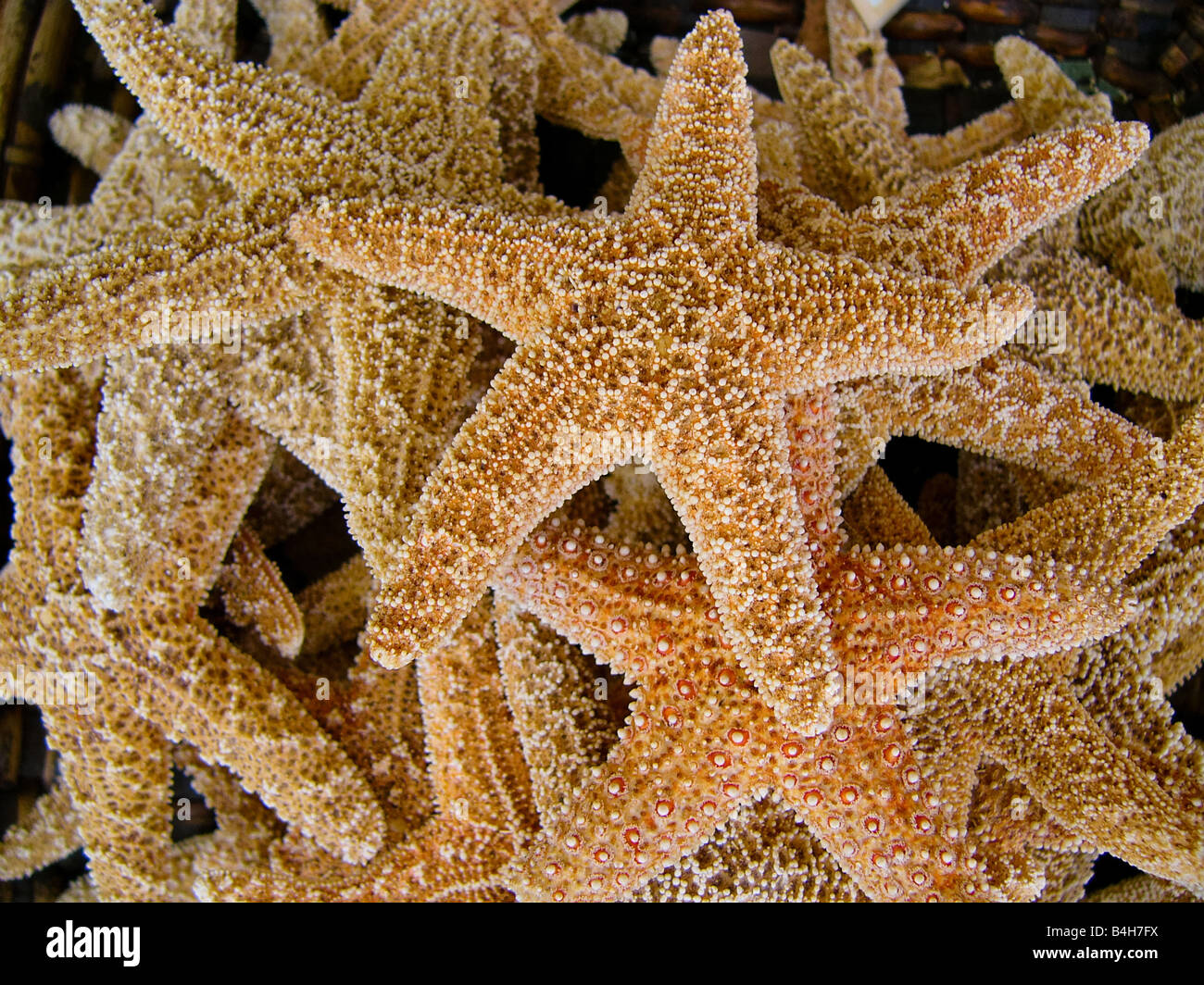 Un gros tas de starfish (étoiles de mer). Banque D'Images