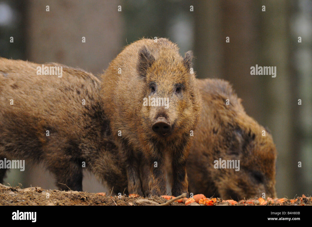 Trois sangliers (Sus scrofa) en forêt Banque D'Images