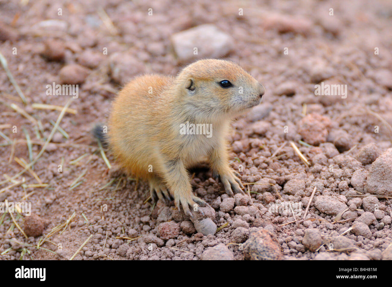 Close-up de chien de prairie (Cynomys ludovicianus) Banque D'Images