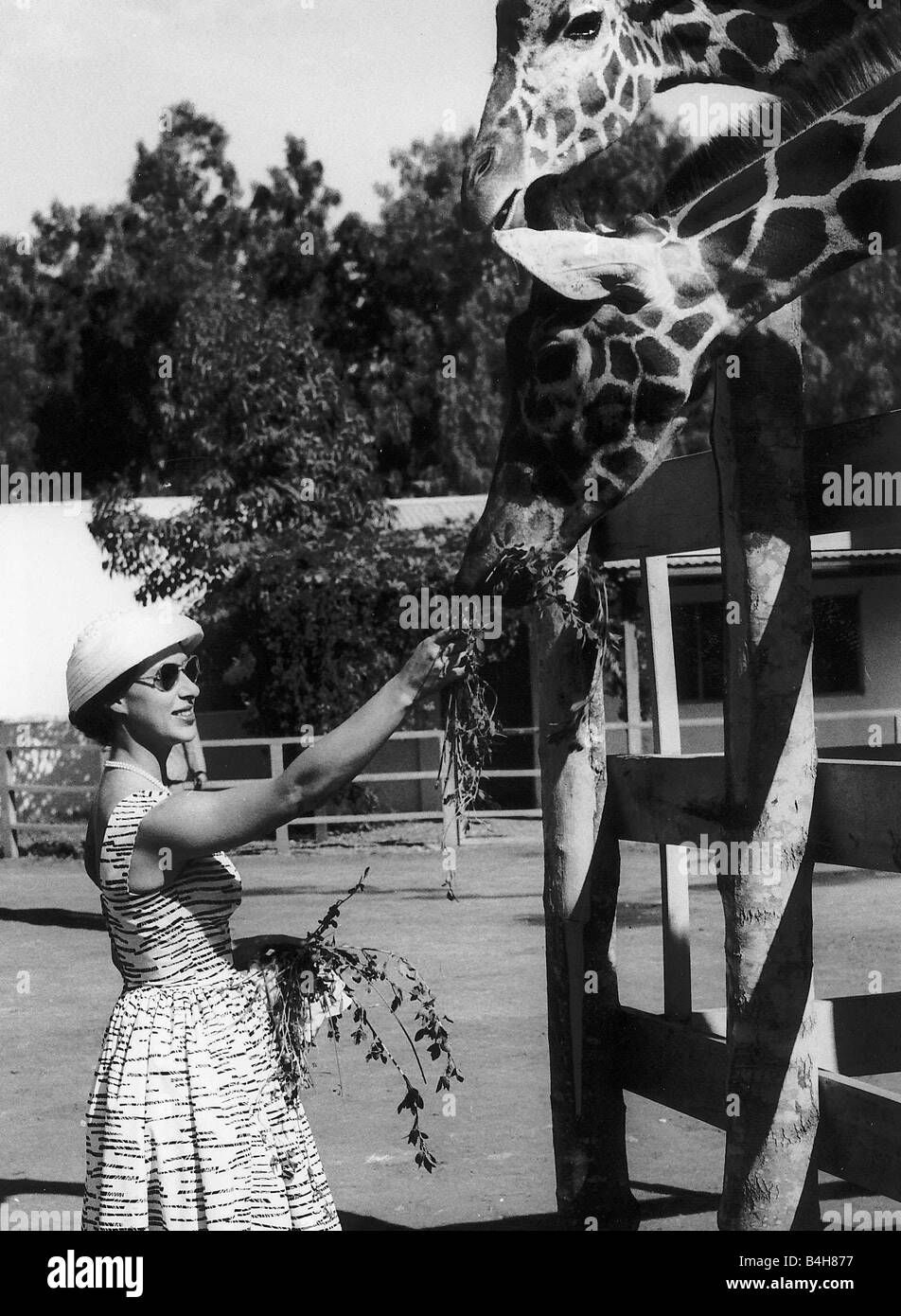 La princesse Margaret photographié sur une ferme à Arusha Tanganyika où elle l'a nourri de nobles la girafe Octobre 1956 Banque D'Images