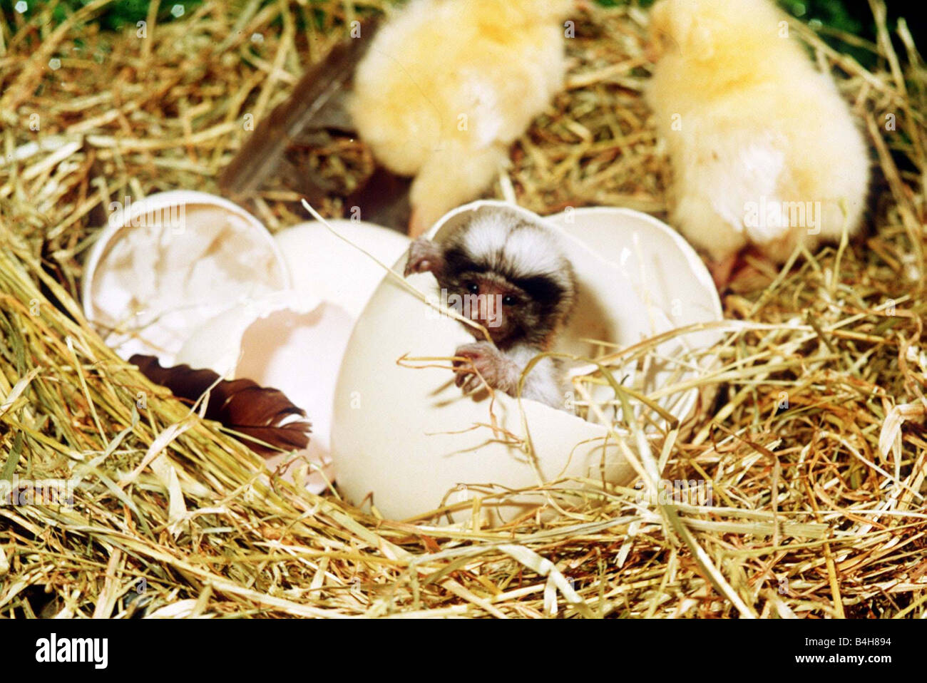 Poisson d'avril le Chickpanzee un petit singe l'éclosion d'un oeuf Banque D'Images