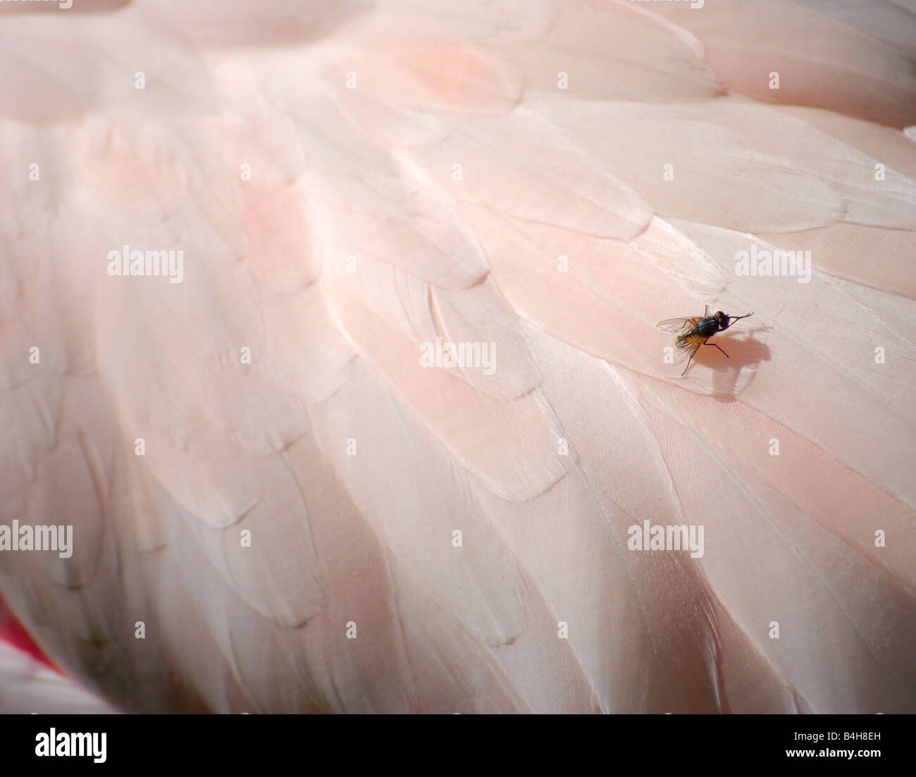 Close up d'une mouche sur les plumes d'un flamant rose Banque D'Images