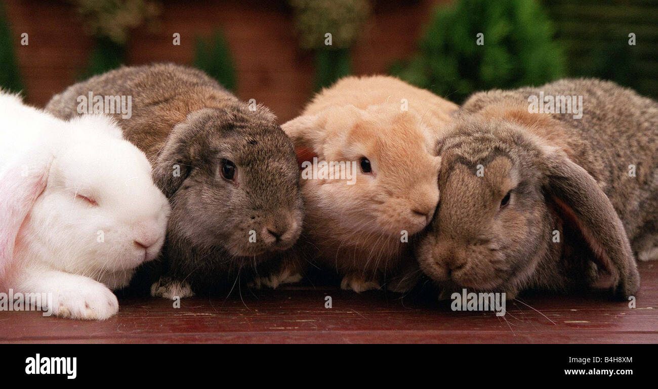 Le Lapin lapin Bélier Français Hibou Lapereaux à 6 semaines Banque D'Images