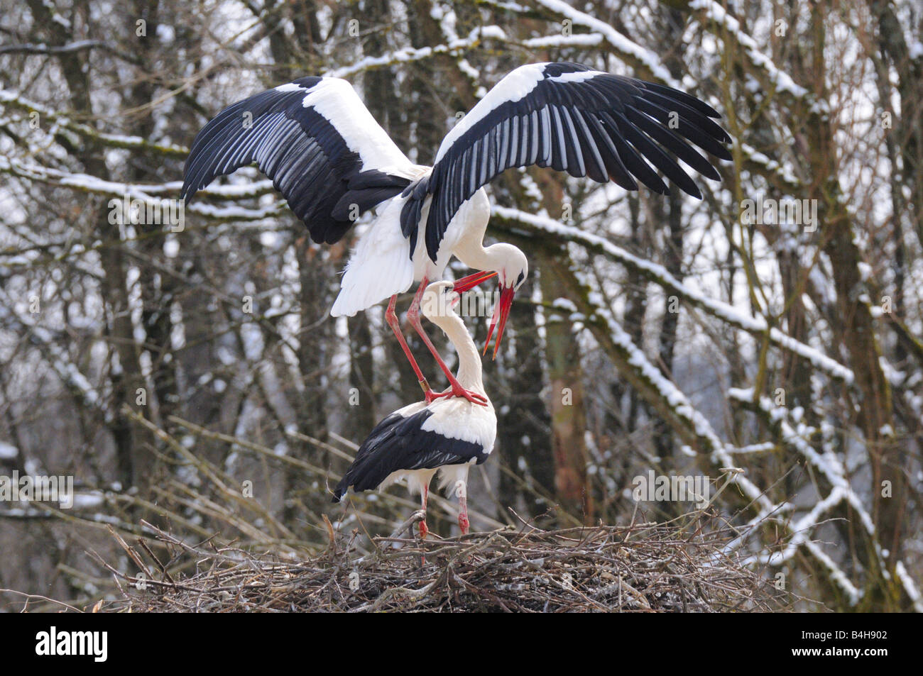 Deux Cigognes blanches (Ciconia ciconia) combats sur son nid Banque D'Images