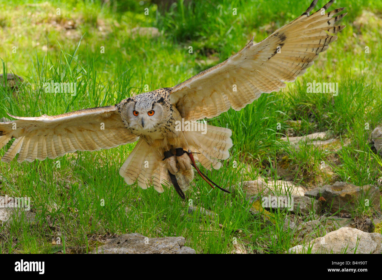 Close-up of owl en vol Banque D'Images